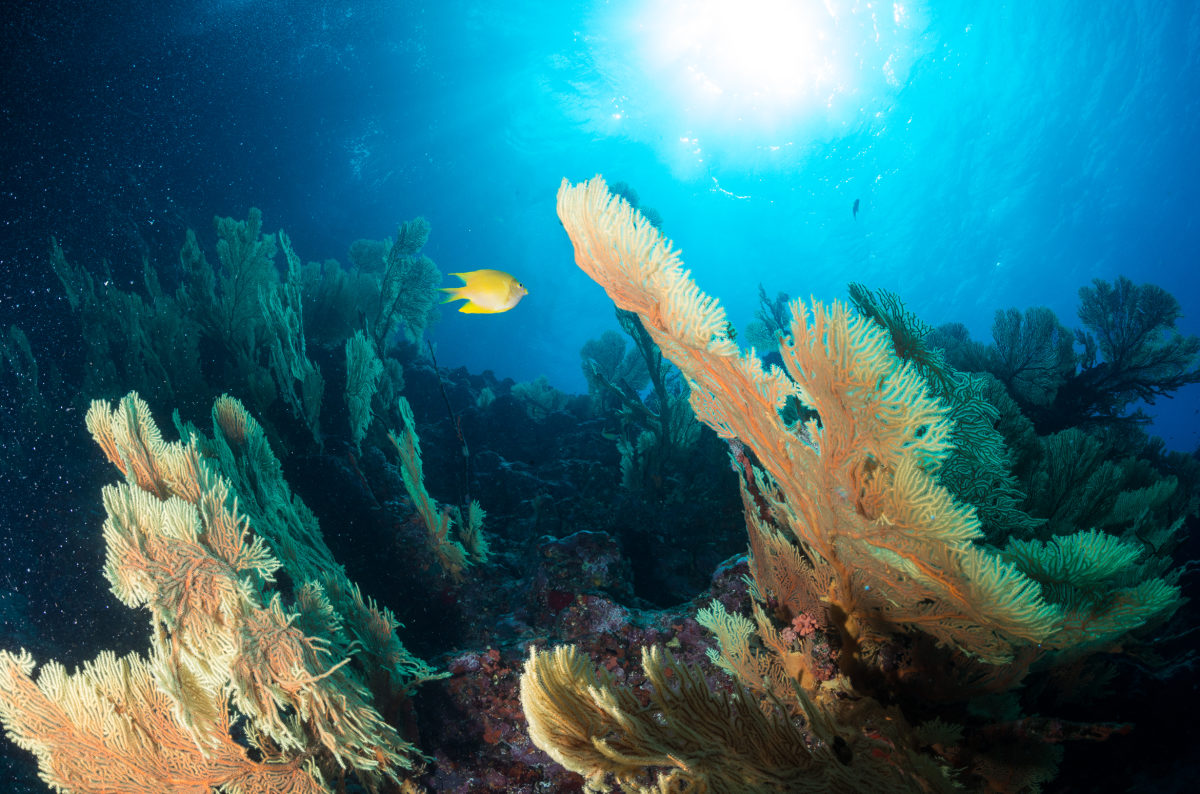 Scuba Diving Reef Resort Vava'u
