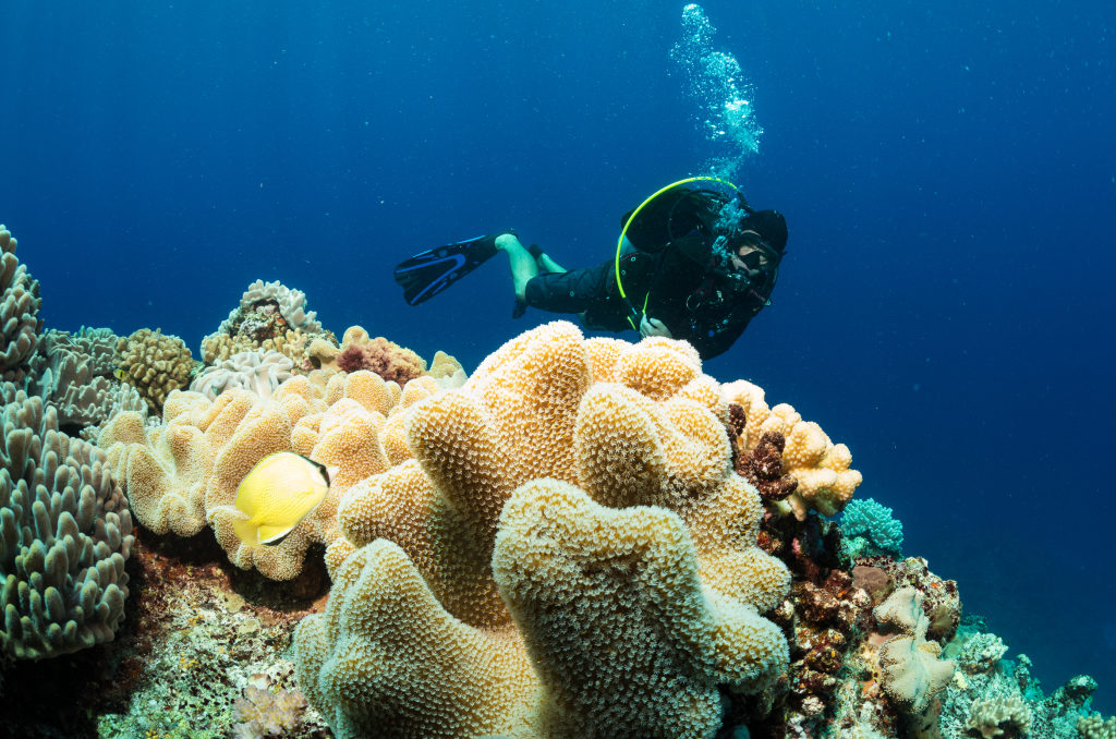 Scuba Diving Reef Resort Vava'u